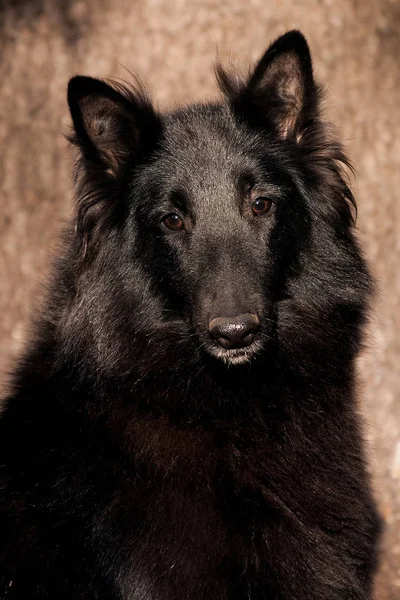 Black fluffy big dog of breed Groenendael