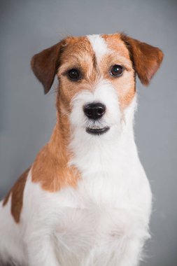 Beyaz-kırmızı köpek cins Jack Russell Terrier gri arka planda