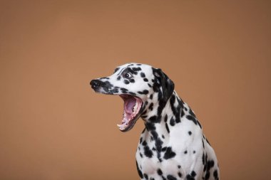 Benekli Dalmaçyalı köpek kırmızı arka planda esniyor