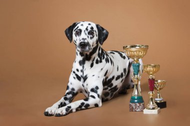 Dalmaçyalı benekli köpek kırmızı arka planda yatıyor