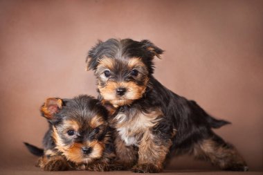 Yorkshire Teriyeri en popüler iç mekan ve dekoratörlerden biridir.