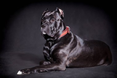 big beautiful black dog breed italian cane corso on a black back clipart