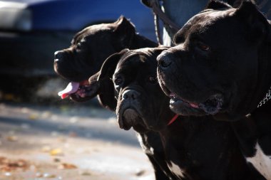 three beautiful big black dog breed italian cane corso clipart