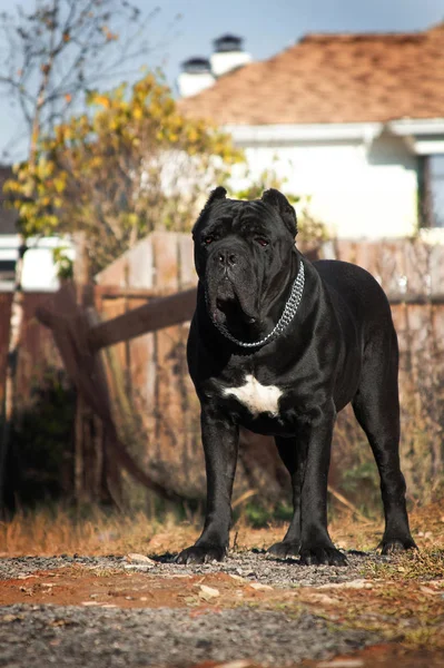 beautiful big black dog breed Italian Cane Corso on the backgrou