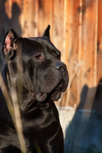 portrait of a beautiful big black dog breed Italian Cane Corso