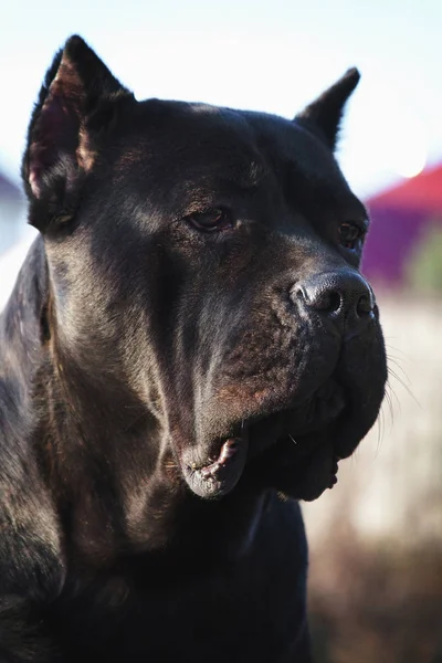 portrait of a beautiful big black dog breed Italian Cane Corso