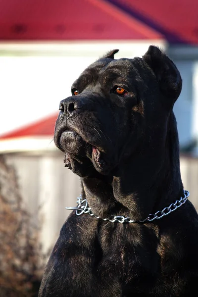 Portrait of a beautiful big black dog breed Italian Cane Corso