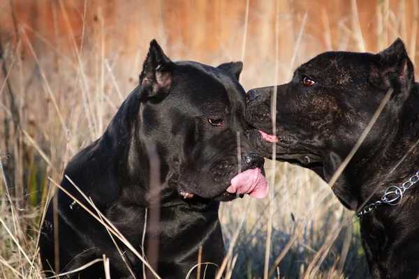 two large black dogs of the Italian Cane Corso breed show affect