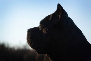 Portrait of a beautiful big black dog breed Italian Cane Corso clipart