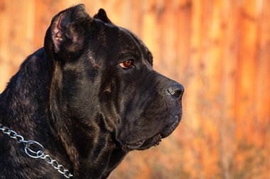 very beautiful big black dog breed Italian Cane Corso clipart