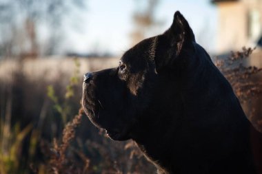 Portrait of a beautiful big black dog breed Italian Cane Corso clipart