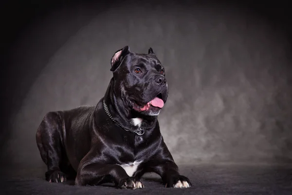 big beautiful black dog breed italian cane corso on a black back