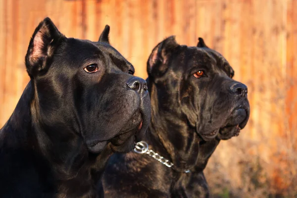Two beautiful big black dog breed Italian Cane Corso — Stock Photo, Image
