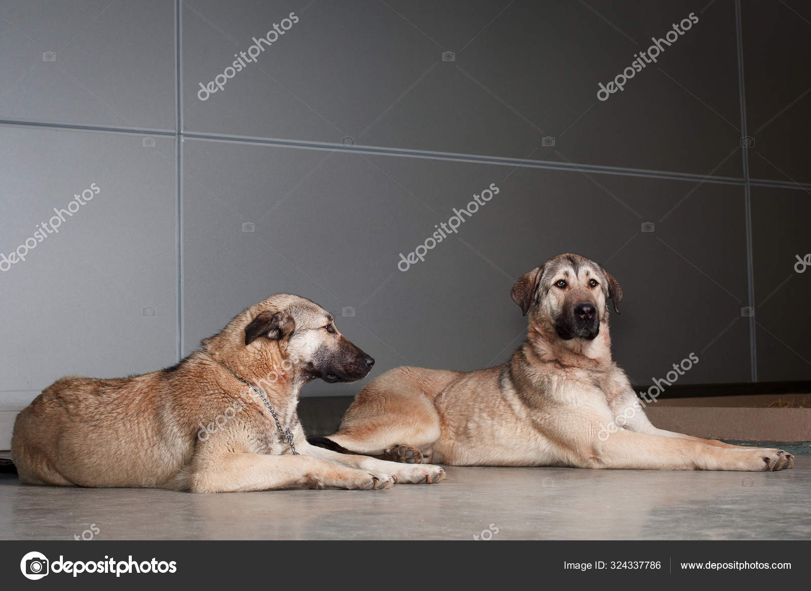 large shepherd breeds