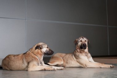 İki büyük köpek Anadolu çoban köpeği arka planda oturuyor.
