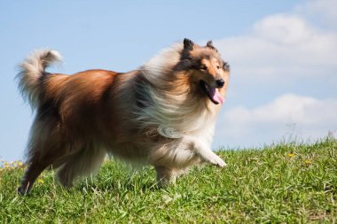 Collie kızıl saçlı, uzun saçlı köpek yeşil çimlerde yürüyor.