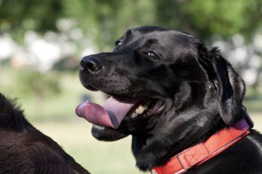 Siyah labrador av köpeği gülümsüyor, dilini dışarı çıkarıyor.