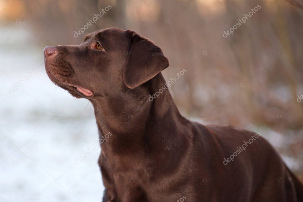 portrait of a brown dog breed Labrador Retriever in a winter par