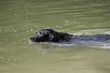 Siyah köpek ırkı Labrador Retriever suda yüzüyor.