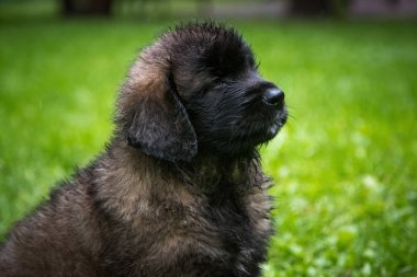 Küçük ıslak yavru Leonberger yağmurda