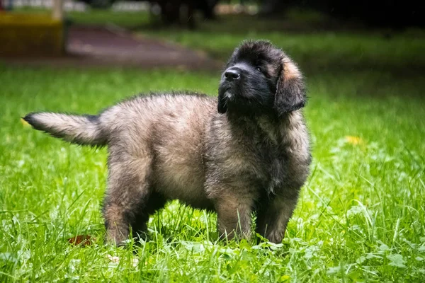 A little puppy of breed Leonberger walks in the yard