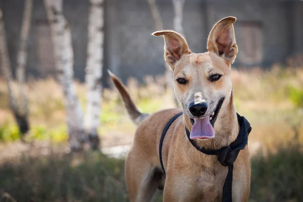 Pequeno cão de creme de raça indeterminada em arnês — Fotografia de Stock