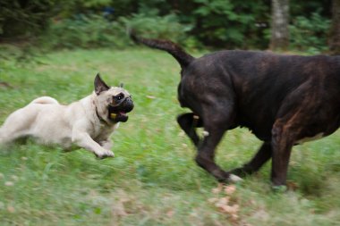 Little fearless pug catches up with a big black dog clipart