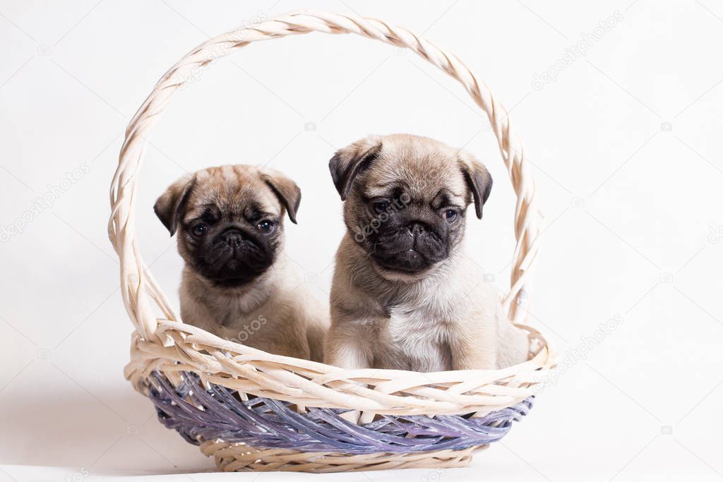 Two small fawn pug puppies are sitting in a basket.