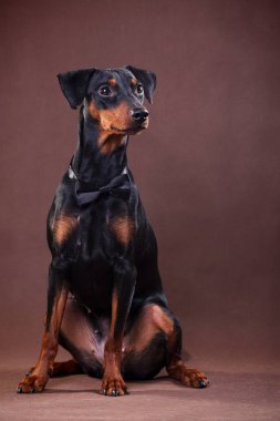 Siyah ve esmer bir Alman Pinscher köpeği papyon takar.