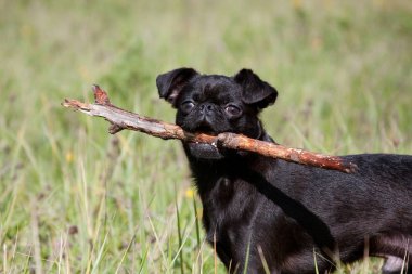 Piti Brabancon cinsinden siyah bir köpeğin elinde sopası var.