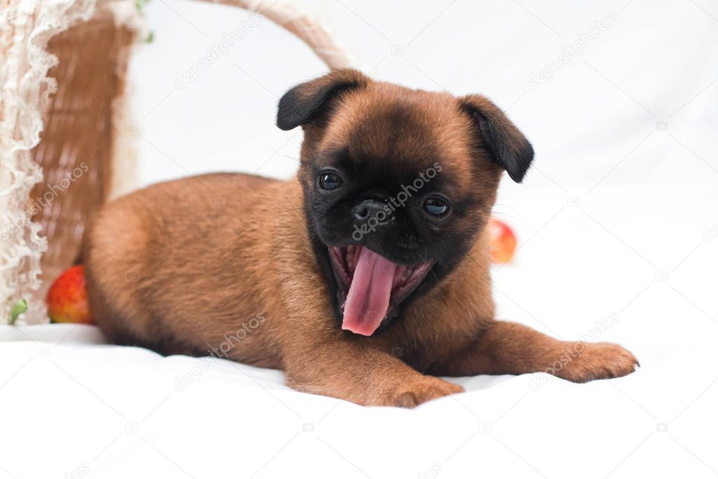 Fawn puppy of the breed Pt. Brabancon lies and yawns