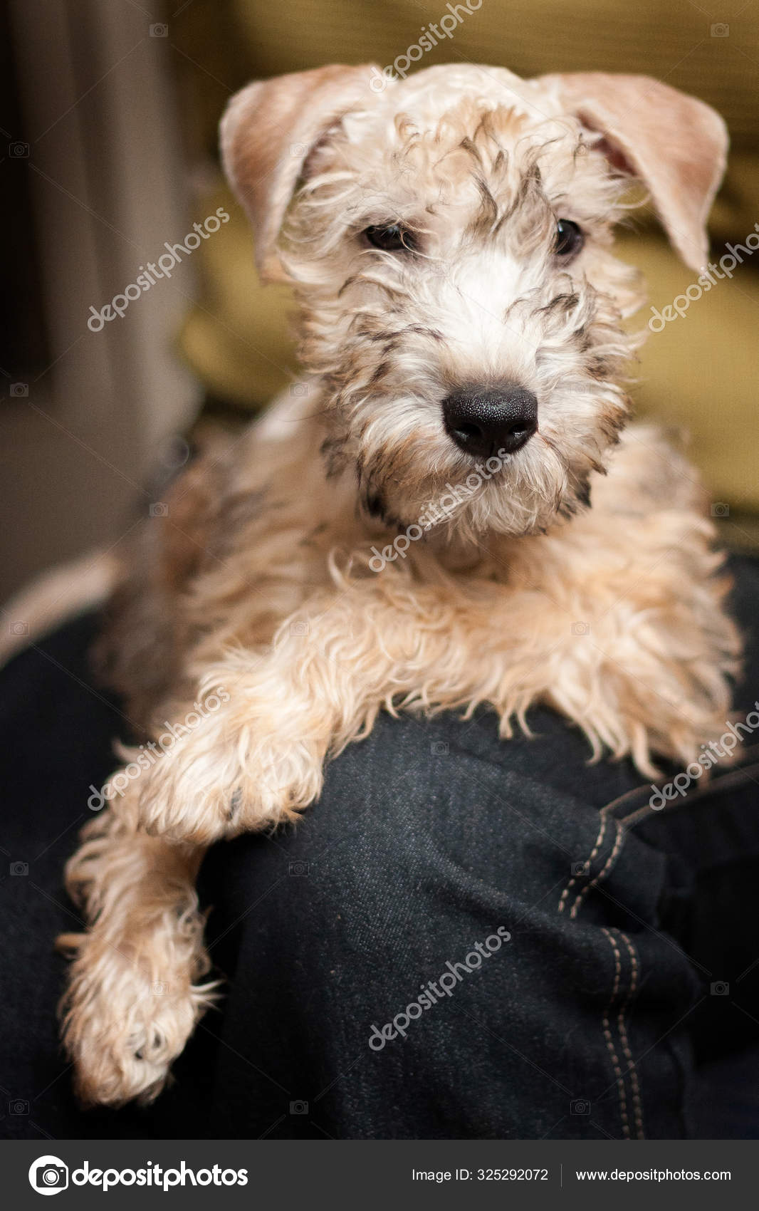 Irish Soft Coated Wheaten Terrier Puppy Sitting In The Arms Of A Royalty Free Photo Stock Image By C Katamount 325292072