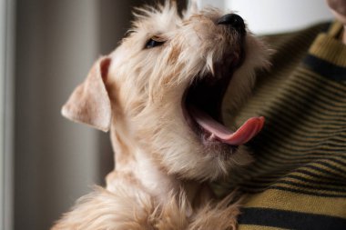 İrlanda usulü yumuşak buğday kaplı teriyer köpek yavrusu bir m 'nin üzerinde oturur.
