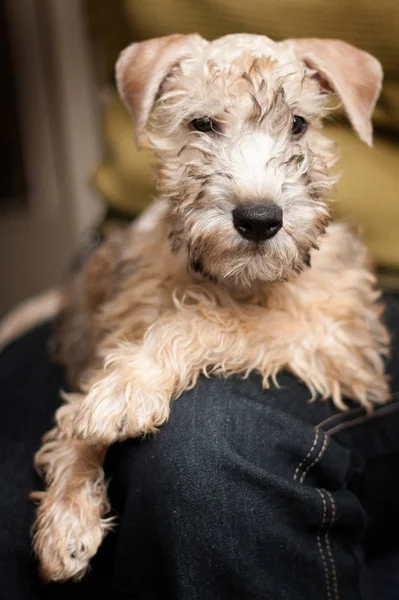 Irish Soft Coated Wheaten Terrier puppy sitting in the arms of a