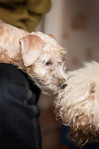 Irish Soft Coated Wheaten Terrier puppy sits on a man���s arms a