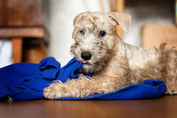 Irish Soft Coated Wheaten Terrier puppy indulges and nibbles a b