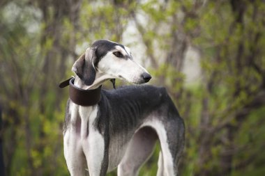 Arka planda gri bir köpek saluki cinsi kahverengi yaka resmi var.