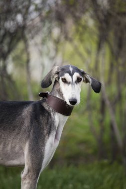Arka planda gri bir köpek saluki cinsi kahverengi yaka resmi var.