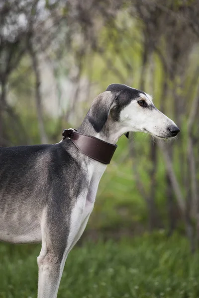 Retrato de um cão cinza saluki raça coleira marrom em um contexto — Fotografia de Stock