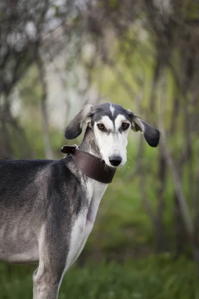 Retrato de um cão cinza saluki raça coleira marrom em um contexto — Fotografia de Stock