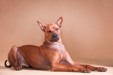 red dog Thai ridgeback breed lies on a red background and winks clipart