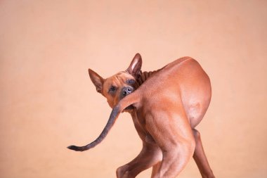 Thai ridgeback köpek kırmızısı kuyruğunu yakalıyor.