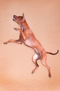 Tayland Red Ridgeback köpek cinsi kırmızı arka planda yükseğe sıçrıyor