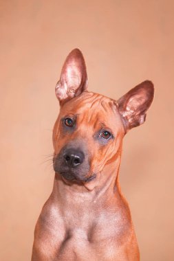 Kırmızı bir köpeğin portresi. Kırmızı arka planda Tayland sırtlı bir cins.