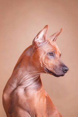 Portrait of a red dog Thai ridgeback breed on a red background clipart