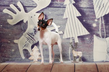 Amerikan Oyuncak Tilki Teriyeri Yeni Yıl arkaplanının üzerinde duruyor