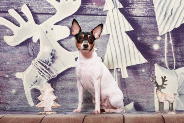 Amerikan Oyuncak Tilki Teriyeri Noel arka planında oturuyor
