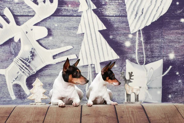 Two american toy fox terrier lie on a Christmas background