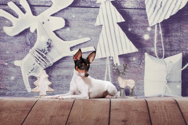 American Toy Fox Terrier lies on a Christmas background.