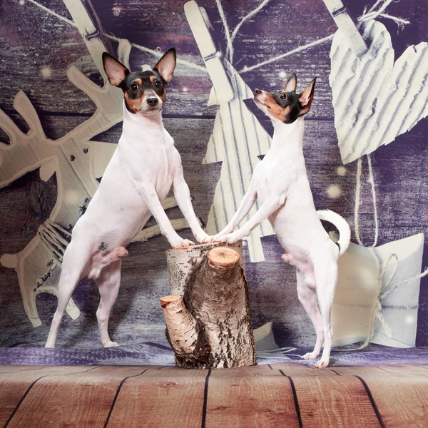 Two american toy fox terrier lie on a Christmas background on a